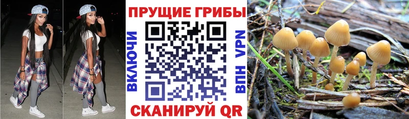 Псилоцибиновые грибы Cubensis  закладка  Рыбное 